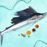Sail Fish / ഓലക്കൊടിയൻ